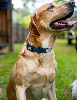Huk Gear Hard Goods|Hard Goods-Waterproof Dog Collar Naval Academy